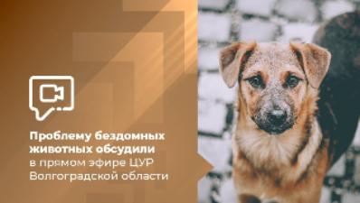 Проблему бездомных животных обсудили в прямом эфире ЦУР Волгоградской области Проблему бездомных животных обсудили в прямом эфире ЦУР Волгоградской области