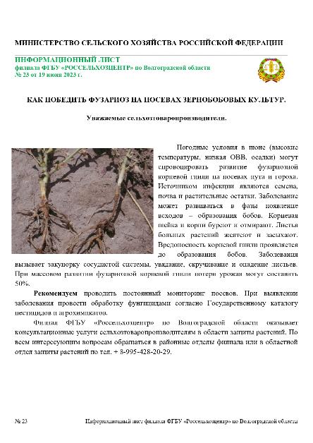 КАК ПОБЕДИТЬ ФУЗАРИОЗ НА ПОСЕВАХ ЗЕРНОБОБОВЫХ КУЛЬТУР КАК ПОБЕДИТЬ ФУЗАРИОЗ НА ПОСЕВАХ ЗЕРНОБОБОВЫХ КУЛЬТУР